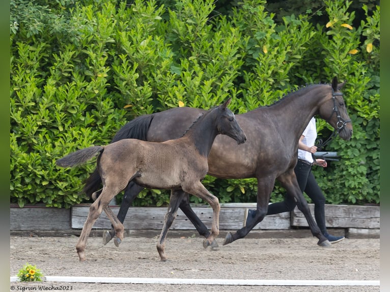 Trakehner Merrie 2 Jaar 170 cm Zwartbruin in Schinkel