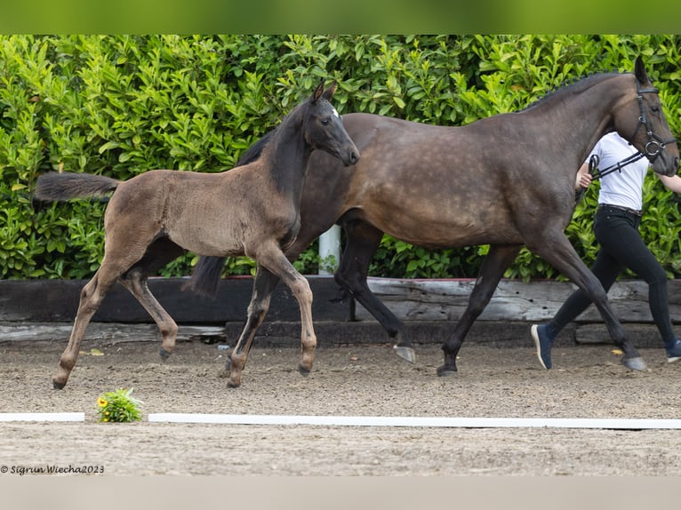 Trakehner Merrie 2 Jaar 170 cm Zwartbruin in Schinkel