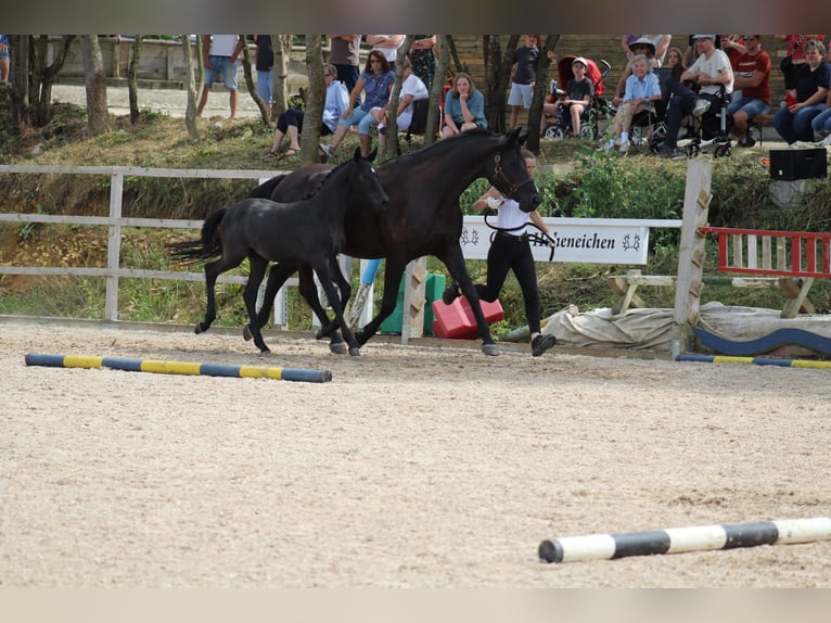 Trakehner Merrie 2 Jaar 170 cm Zwartschimmel in Nellingen-Aichen