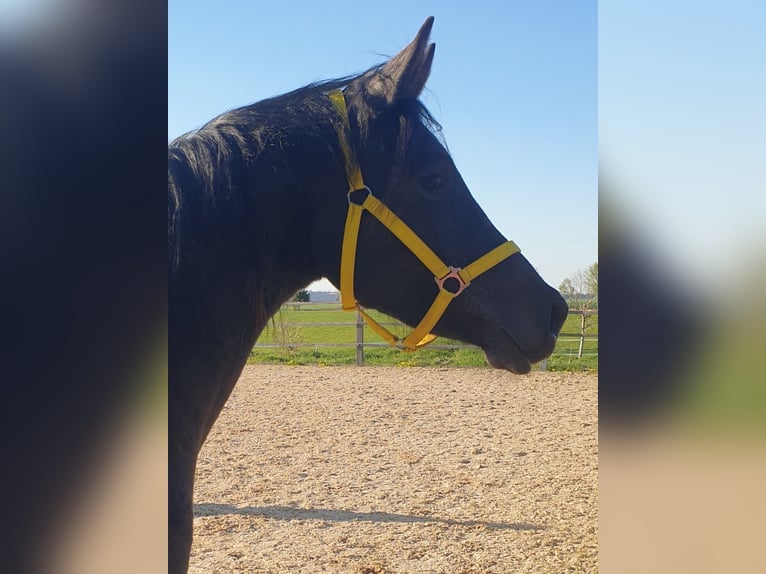 Trakehner Merrie 2 Jaar 170 cm Zwartschimmel in Nellingen-Aichen