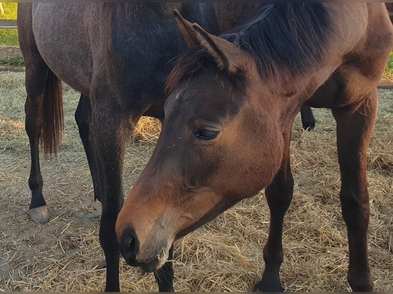 Trakehner Merrie 2 Jaar 171 cm Donkerbruin in Nellingen-Aichen