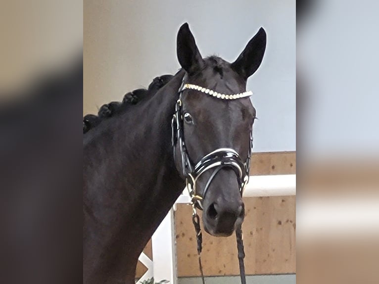 Trakehner Merrie 2 Jaar 172 cm Zwart in Adelsried