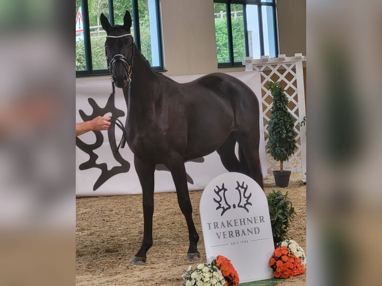 Trakehner Merrie 2 Jaar 172 cm Zwart in Adelsried