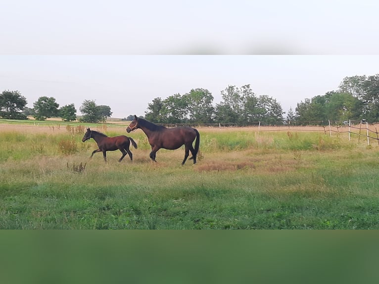 Trakehner Merrie 2 Jaar Donkerbruin in Otterndorf