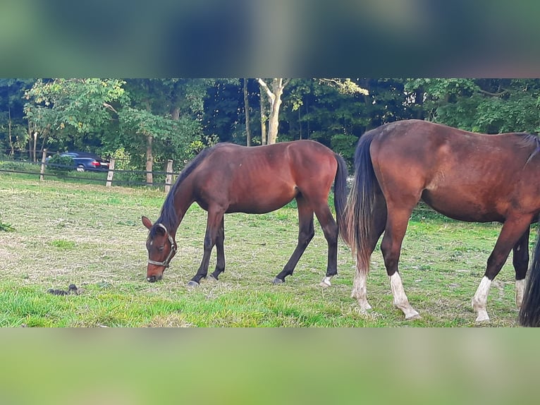 Trakehner Merrie 2 Jaar Donkerbruin in Otterndorf