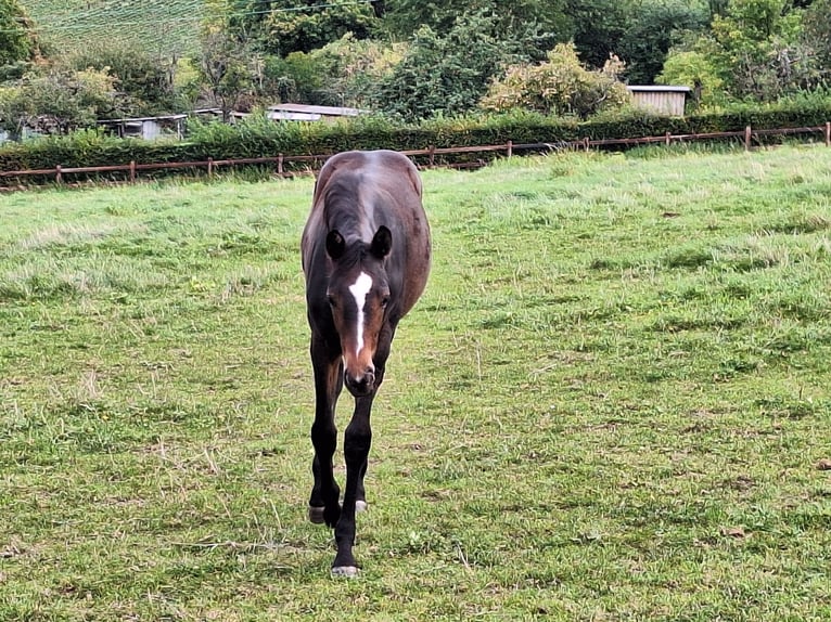 Trakehner Merrie 2 Jaar Donkerbruin in Alzenau in Unterfranken