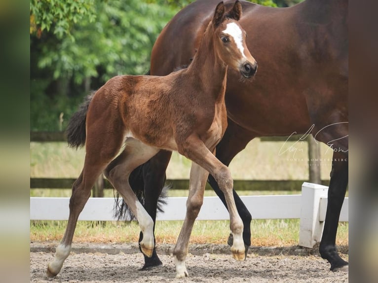 Trakehner Merrie 2 Jaar in Nottuln