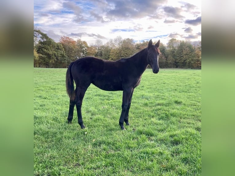 Trakehner Merrie 2 Jaar Zwart in Marlow