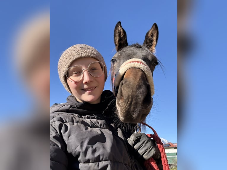 Trakehner Merrie 2 Jaar Zwart in Penk