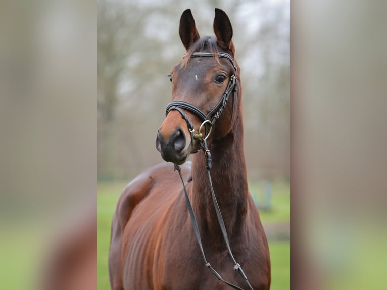 Trakehner Merrie 3 Jaar 158 cm Bruin in Rickling