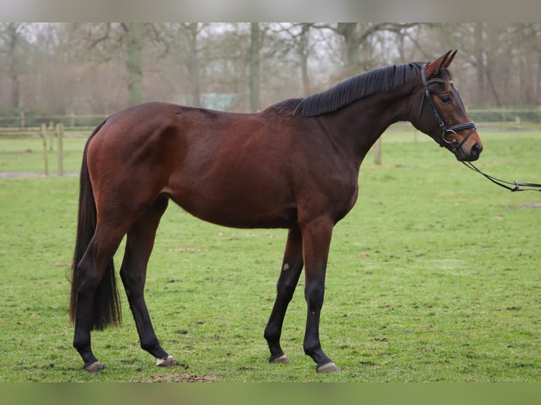 Trakehner Merrie 3 Jaar 158 cm Bruin in Rickling