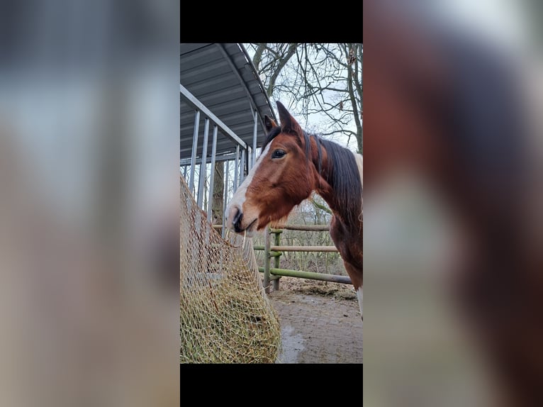 Trakehner Mix Merrie 3 Jaar 158 cm Gevlekt-paard in Hünstetten