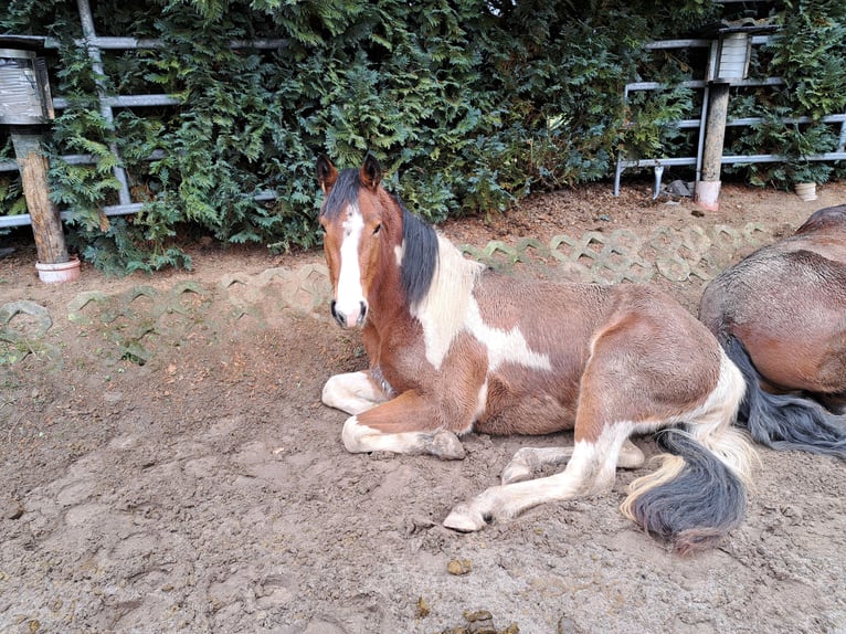 Trakehner Mix Merrie 3 Jaar 158 cm Gevlekt-paard in Hünstetten