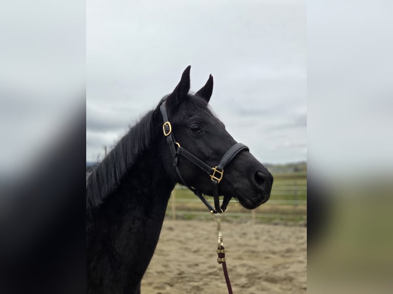 Trakehner Merrie 3 Jaar 158 cm Zwart in Straßwalchen
