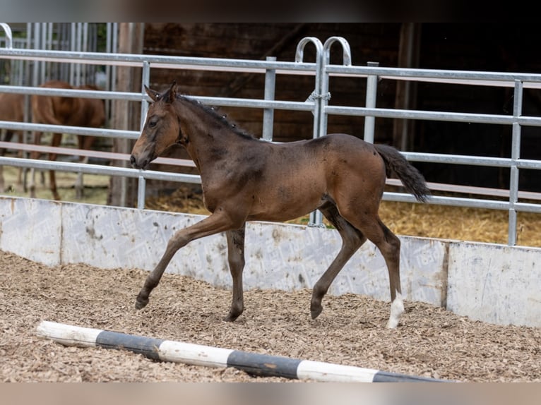 Trakehner Merrie 3 Jaar 160 cm Bruin in Günzburg