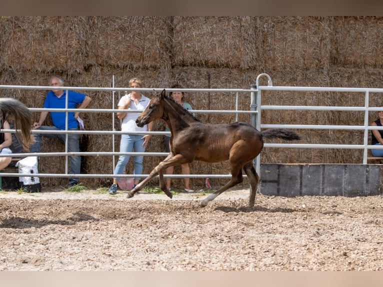 Trakehner Merrie 3 Jaar 160 cm Bruin in Günzburg