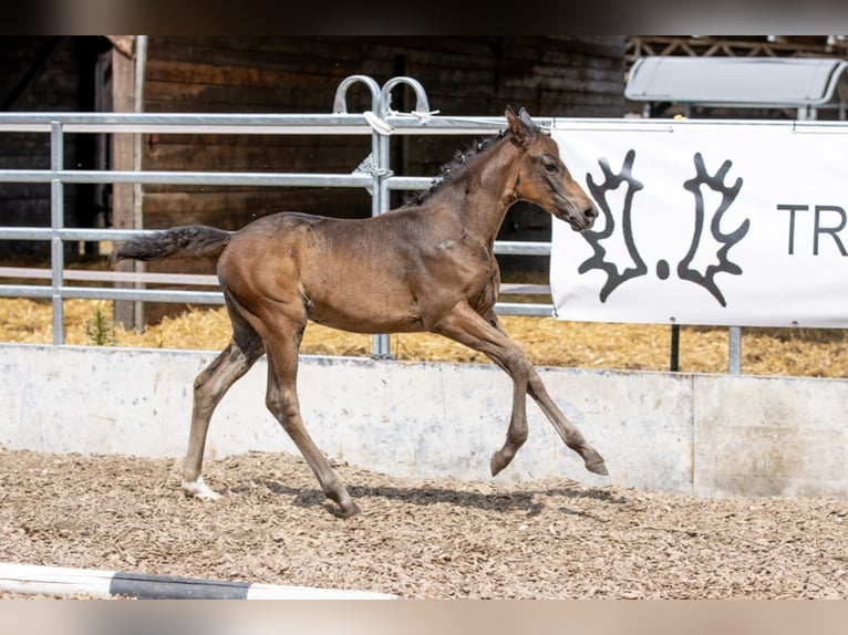 Trakehner Merrie 3 Jaar 160 cm Bruin in Günzburg