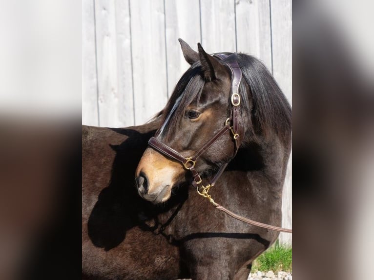 Trakehner Merrie 3 Jaar 160 cm Bruin in Günzburg