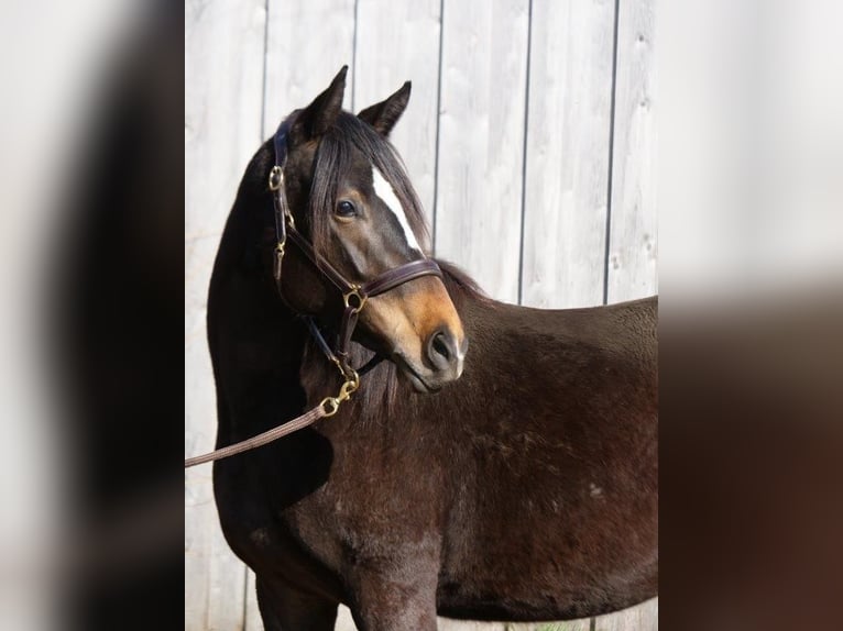 Trakehner Merrie 3 Jaar 160 cm Bruin in Günzburg