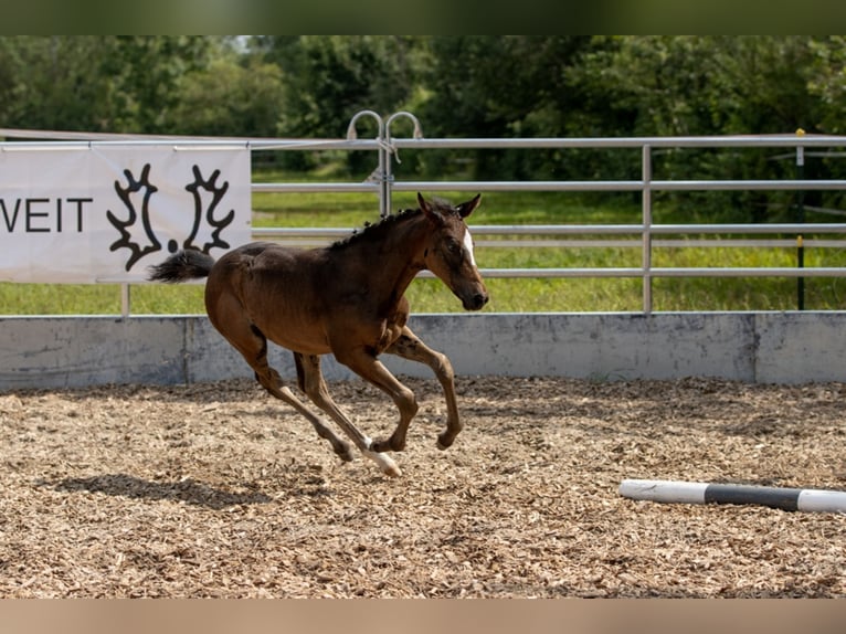 Trakehner Merrie 3 Jaar 160 cm Bruin in Günzburg