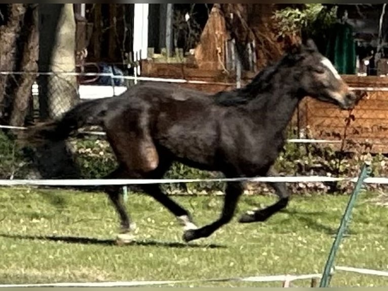 Trakehner Merrie 3 Jaar 160 cm Bruin in Langenhagen