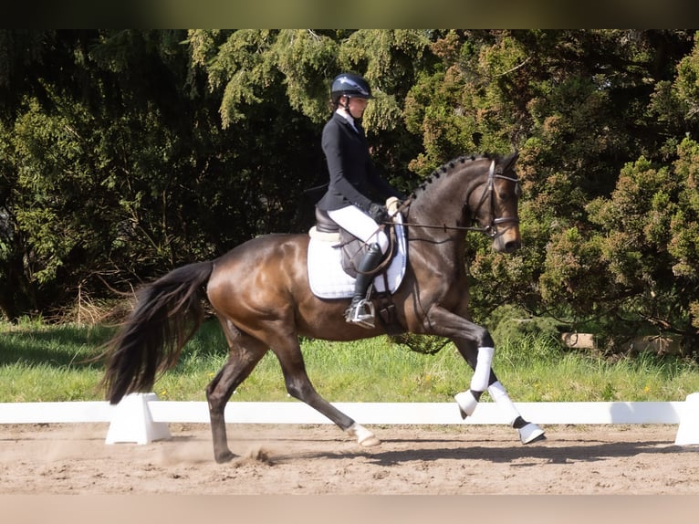 Trakehner Merrie 3 Jaar 160 cm Donkerbruin in Telgte