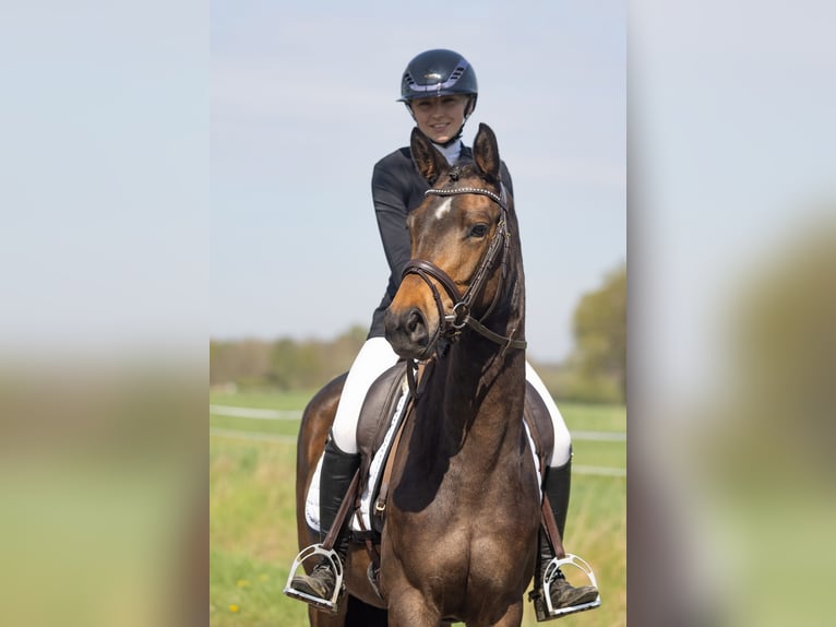 Trakehner Merrie 3 Jaar 160 cm Donkerbruin in Telgte