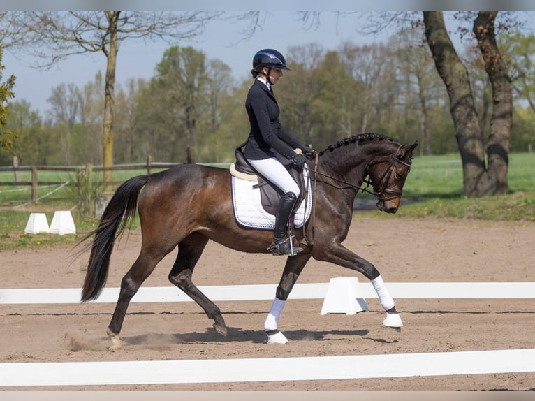 Trakehner Merrie 3 Jaar 160 cm Donkerbruin in Telgte