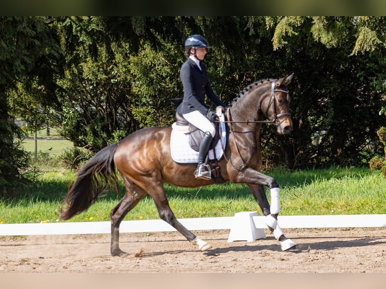 Trakehner Merrie 3 Jaar 160 cm Donkerbruin in Telgte