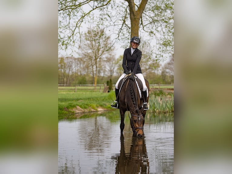 Trakehner Merrie 3 Jaar 160 cm Donkerbruin in Telgte