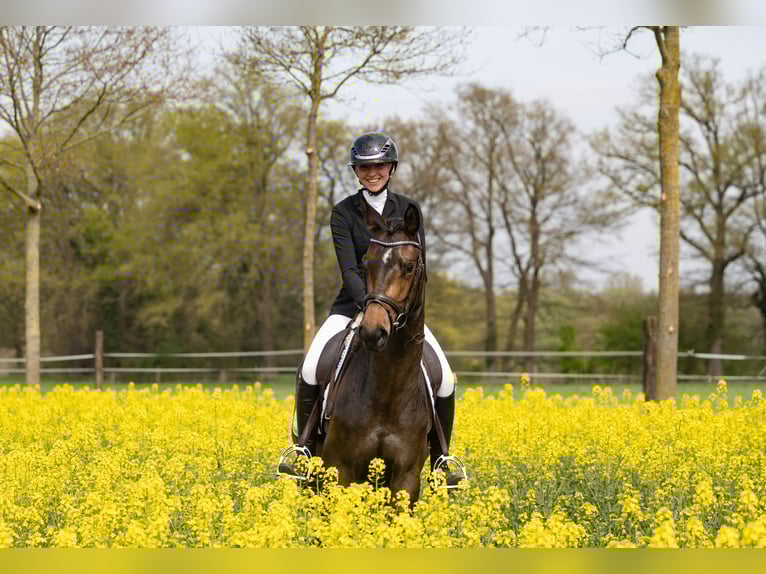 Trakehner Merrie 3 Jaar 160 cm Donkerbruin in Telgte