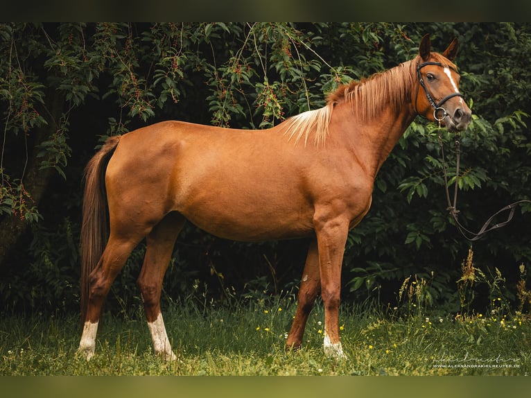 Trakehner Merrie 3 Jaar 160 cm Vos in Wandlitz