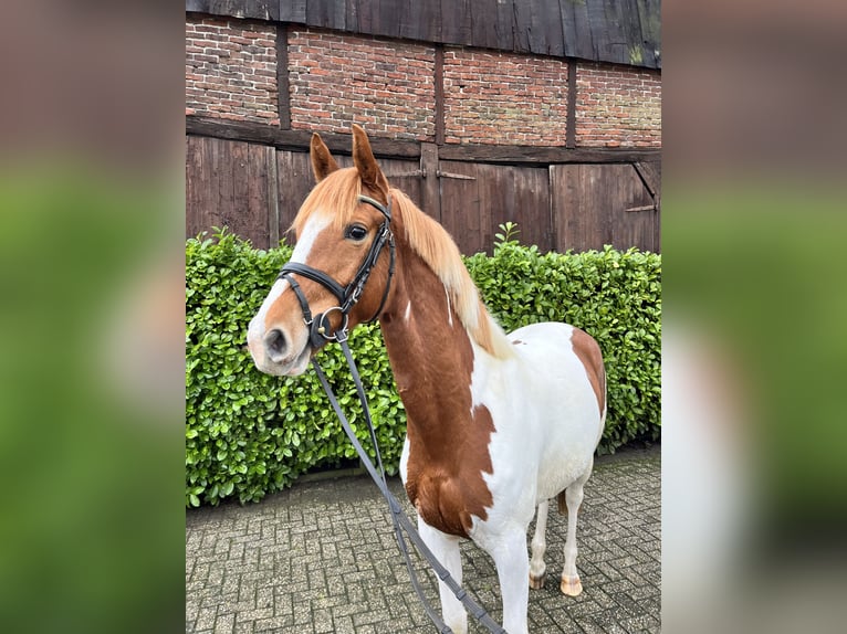 Trakehner Merrie 3 Jaar 161 cm Gevlekt-paard in Borken