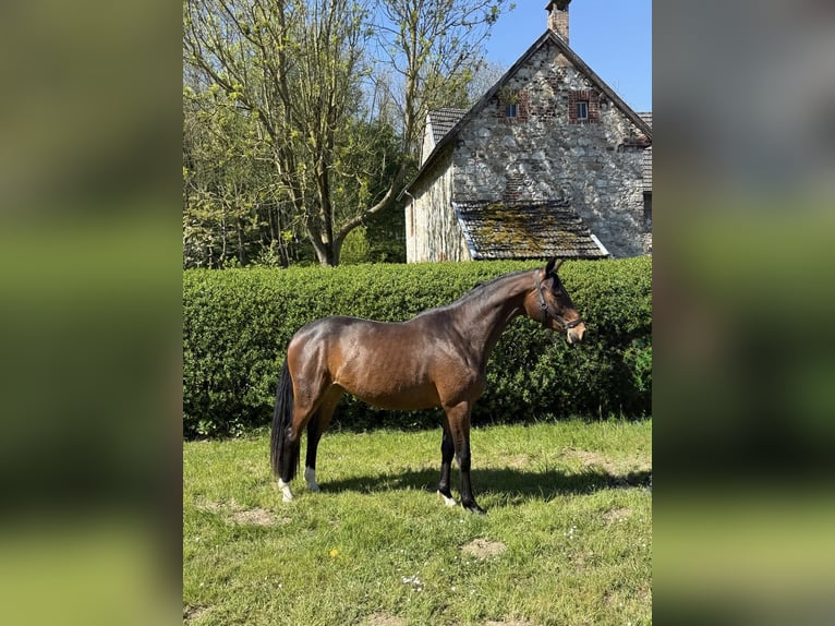 Trakehner Merrie 3 Jaar 162 cm Bruin in Hergenrath