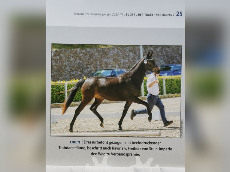 Trakehner Merrie 3 Jaar 162 cm Donkerbruin in Kreischa