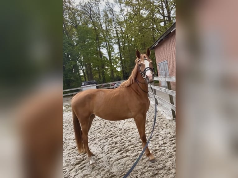 Trakehner Merrie 3 Jaar 162 cm Vos in Freren