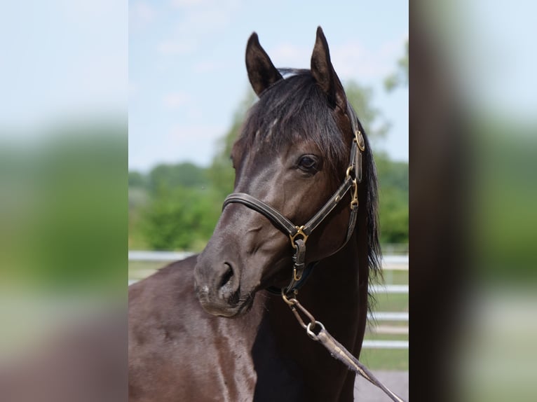 Trakehner Merrie 3 Jaar 162 cm Zwart in G&#xFC;nzburg