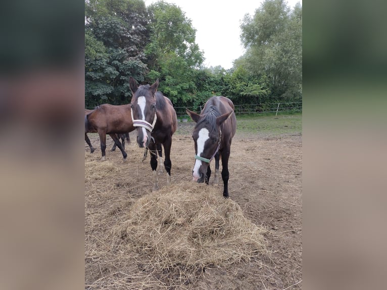 Trakehner Merrie 3 Jaar 162 cm Zwartbruin in Otterndorf