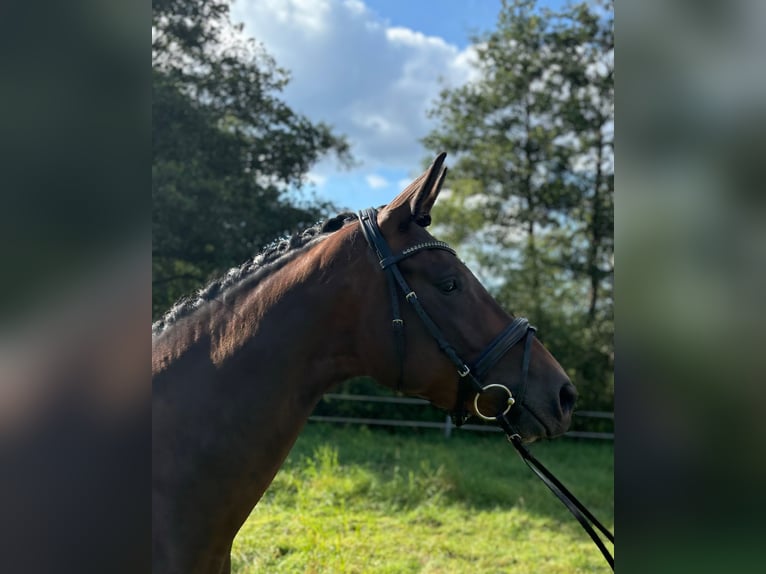 Trakehner Merrie 3 Jaar 163 cm Bruin in Schlangen