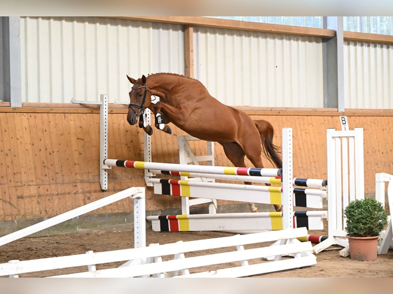 Trakehner Merrie 3 Jaar 163 cm Vos in Weste