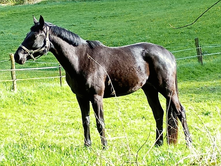 Trakehner Merrie 3 Jaar 163 cm Zwartbruin in Diemelsee