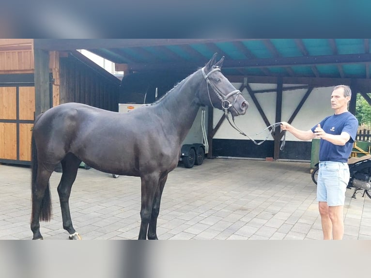 Trakehner Merrie 3 Jaar 163 cm Zwartbruin in Diemelsee