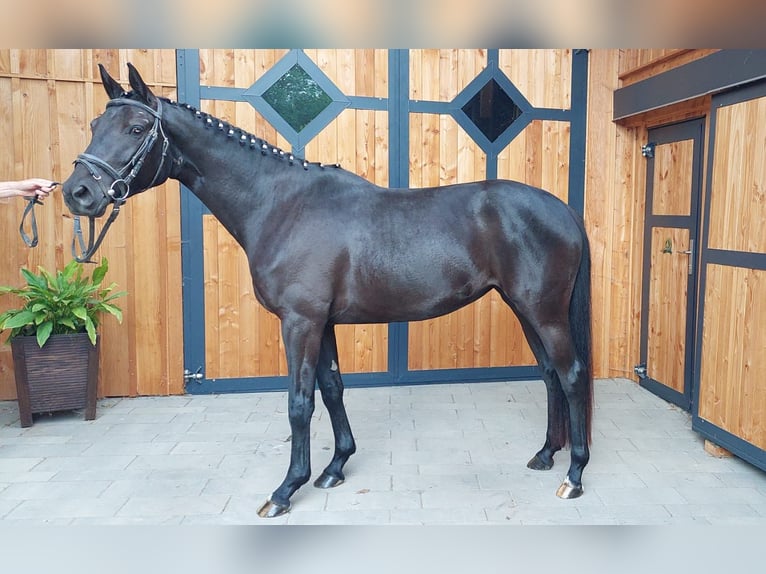 Trakehner Merrie 3 Jaar 163 cm Zwartbruin in Diemelsee