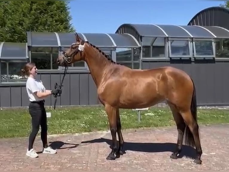 Trakehner Merrie 3 Jaar 164 cm Bruin in Schwarmstedt