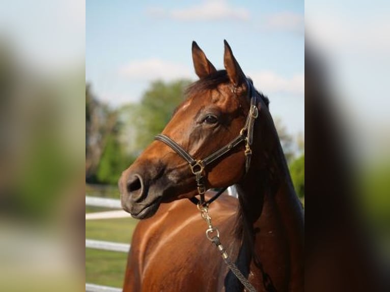 Trakehner Merrie 3 Jaar 165 cm Bruin in Günzburg