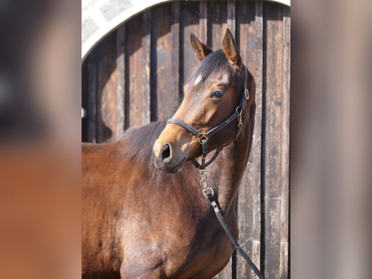 Trakehner Merrie 3 Jaar 165 cm Bruin in Günzburg