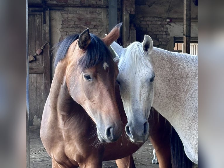 Trakehner Merrie 3 Jaar 165 cm Bruin in Langenhagen