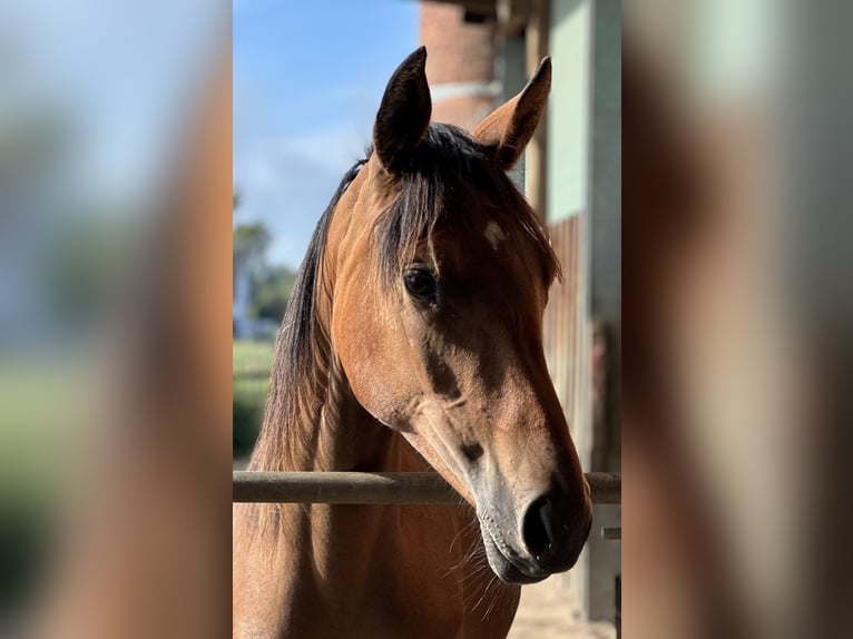 Trakehner Merrie 3 Jaar 165 cm Bruin in Langenhagen