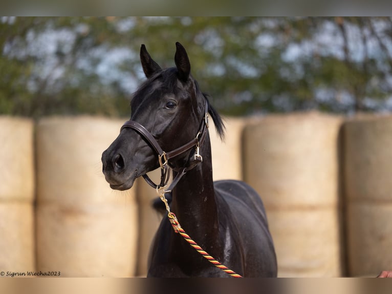 Trakehner Merrie 3 Jaar 165 cm in Aytos