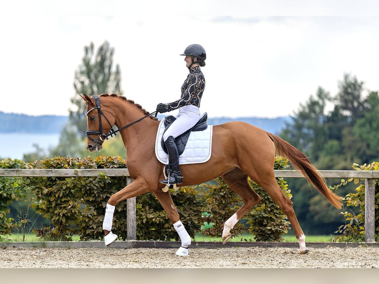 Trakehner Merrie 3 Jaar 165 cm Vos in Unterneukirchen